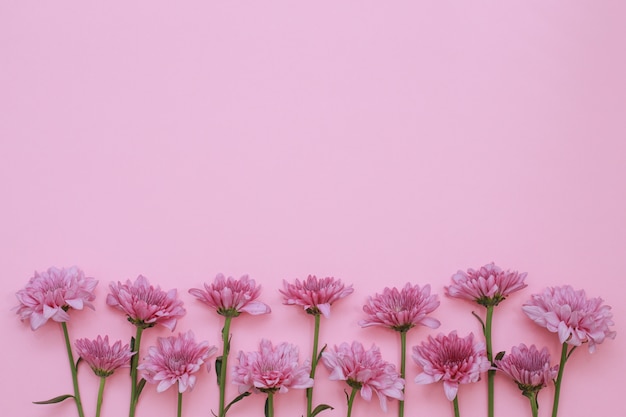 Pink flowers on pink background, top view