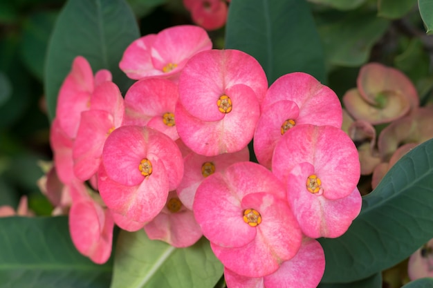 ピンクの花、白のとげの花のピンクの冠