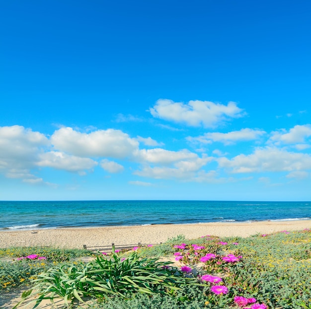 Pink flowers on a Platamona dune Sardinia