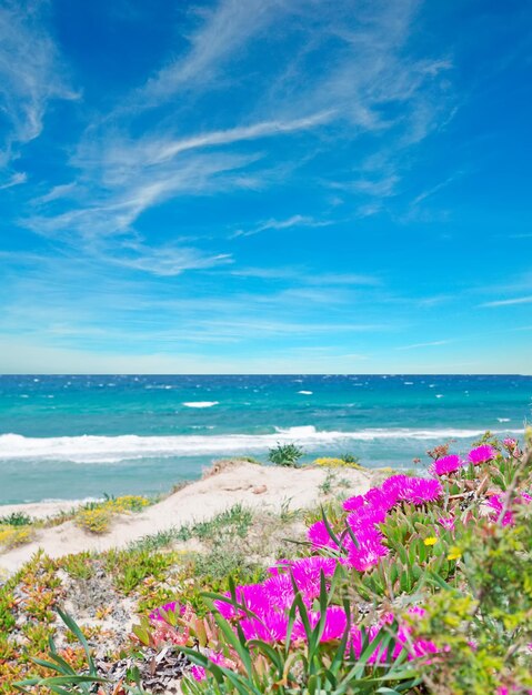 Pink flowers in Platamona shore