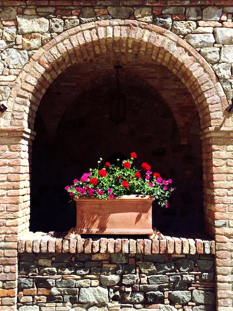 Foto fiori rosa in vaso sul davanzale della finestra