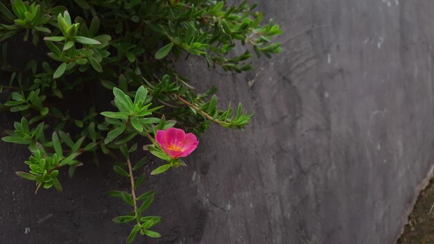 Pink flowers on a purple wall 02