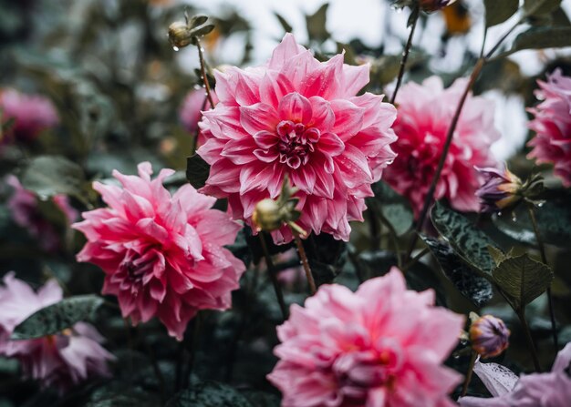 Pink flowers during a rain