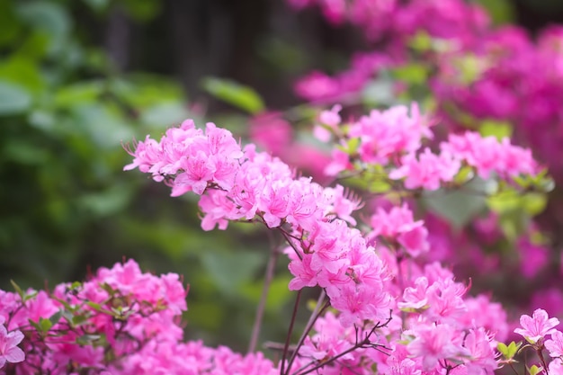 Foto fiori rosa di rododendro nel parco primaverile