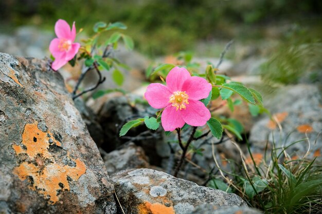 Photo pink flowers on a rock in the mountains