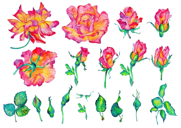 Pink flowers Roses buds and leaves on white background watercolor illustration floral clipart