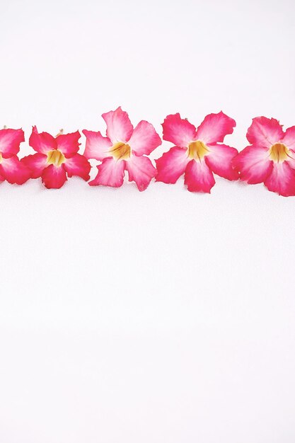 Pink flowers in a row