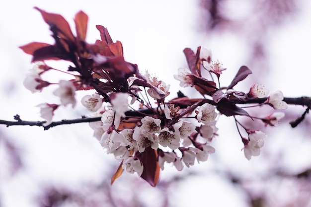 Pink flowers of sakura on a branch close up