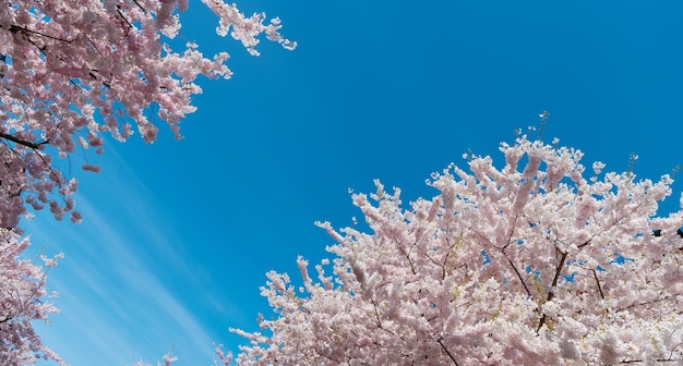 Pink flowers of sakura in full spring bloom