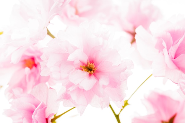 Pink flowers of sakura isolated on white