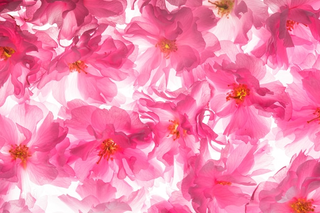 Pink flowers of sakura like a background