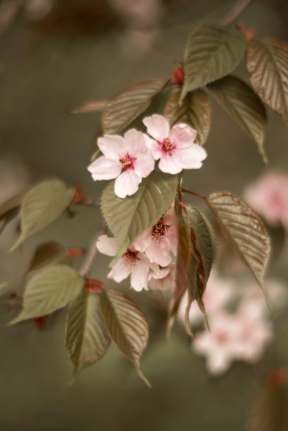 Pink flowers of sakura with leaves on the branch.