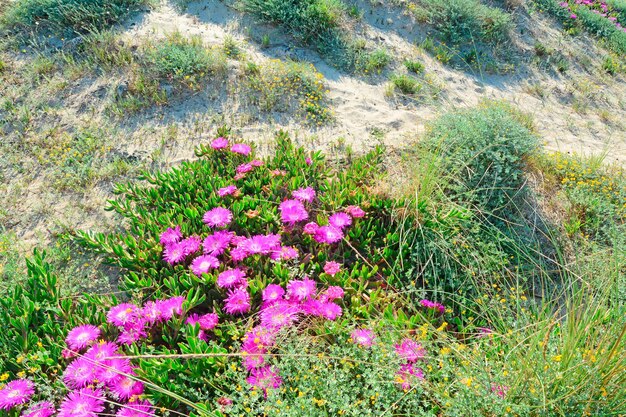 Pink flowers on a sand dune