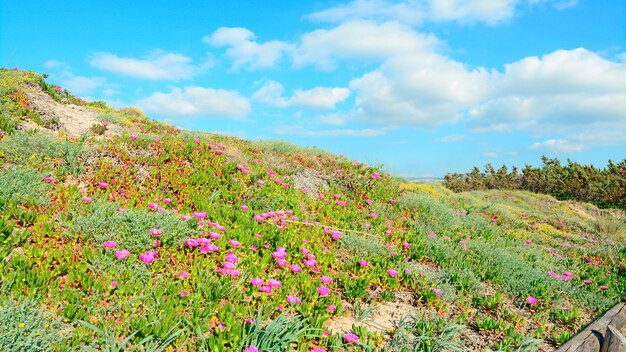 Pink flowers on sand dunes in Platamona Sardinia