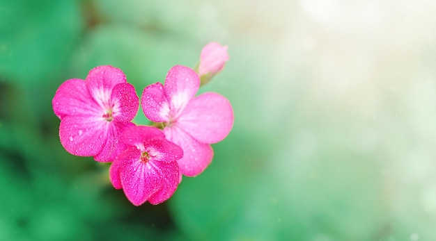 Photo pink flowers in selective focus on blurry green background