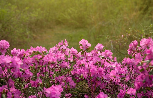 Pink flowers of Siberian rhododendron copy space. Rhododendron Ledebourii. Spring flowering of Altai rhododendron.