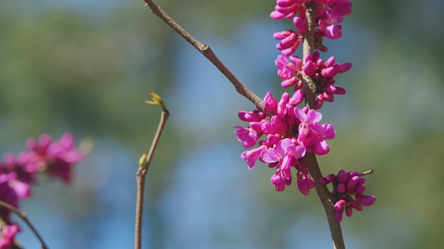 Photo pink flowers of species of the genus cercis of the legume family or fabaceae close up