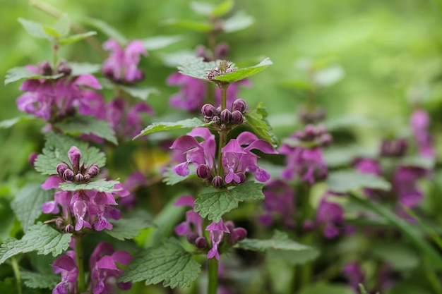 Pink flowers of spotted deadnettle Lamium maculatum Lamium maculatum flowers close up shot local focus