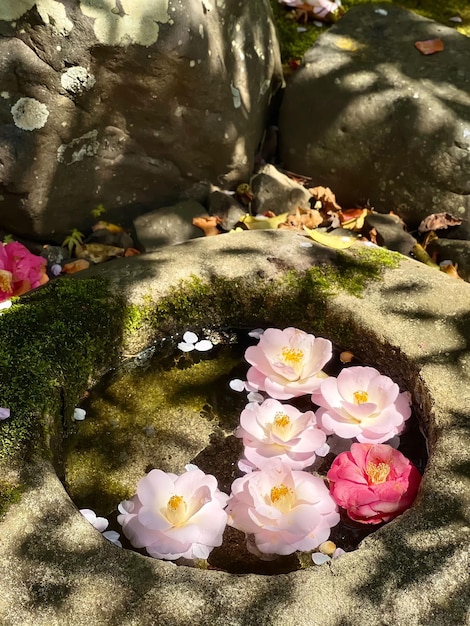 Pink flowers in a stone bowl with the word zen on it.