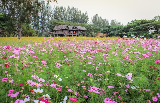 ピンクの花夏の背景