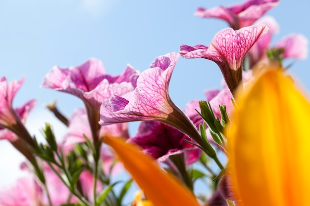 夏のピンクの花