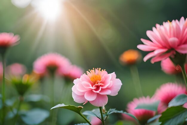 Pink flowers in the sunlight