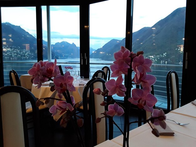 Pink flowers on table by window against mountains
