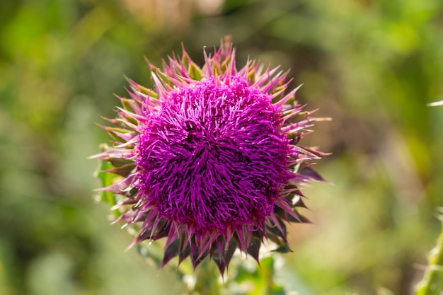 ピンクの花アザミ薬用花のクローズアップ