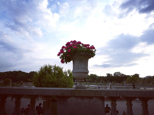 Pink flowers on tree against cloudy sky