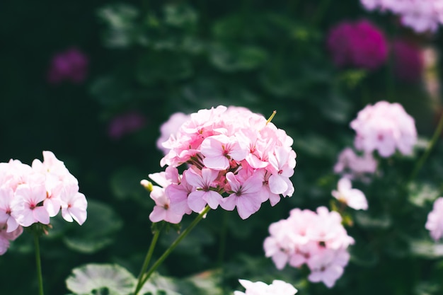 Pink flowers tree background