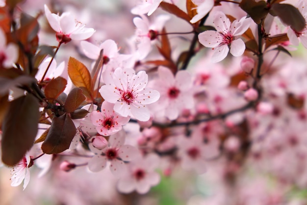 Fiori rosa su un albero. fiore di ciliegio al parco. giornata di sole primaverile