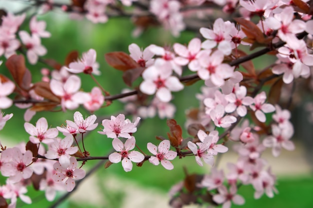 Pink flowers on a tree. Cherry blossom at the park. Spring sunny day