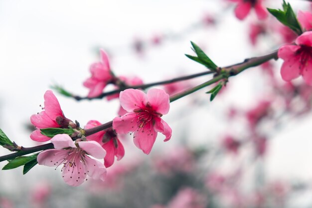 Photo pink flowers on a tree. cherry blossom at the park. spring sunny day