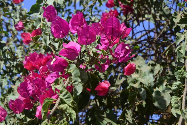 Foto fiori rosa su un albero in foglie verdi mancora perù