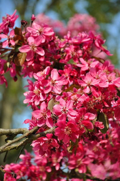 네덜란드의 Keukenhof 공원에 있는 나무에 있는 분홍색 꽃