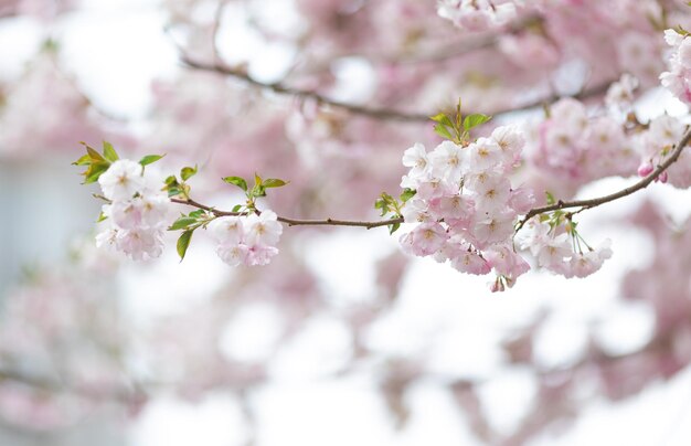 Fiori rosa su un albero sakura fiorisce