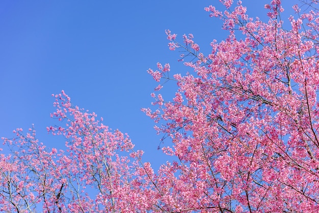 春の木にピンクの花