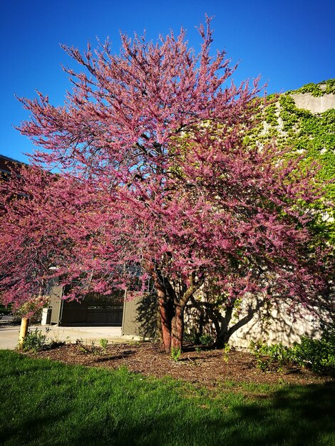 Pink flowers on tree