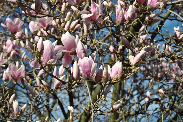 Foto fiori rosa sull'albero