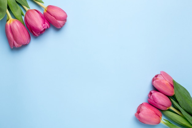 Розовые цветы тюльпанов на синей поверхности
