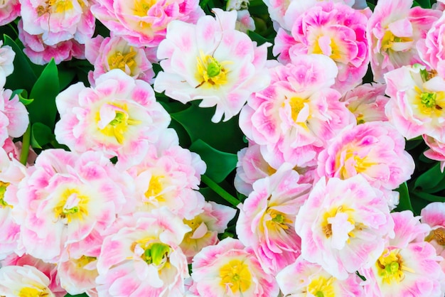 Pink flowers tulips bouquet