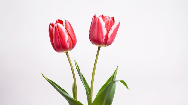 Pink Flowers in Vase