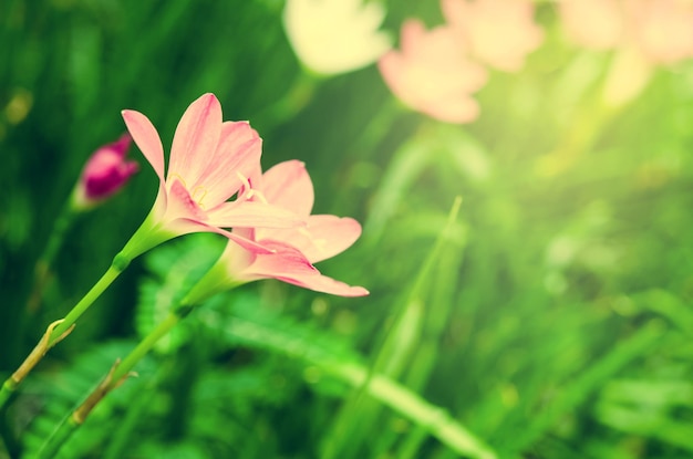 Pink flowers vintage