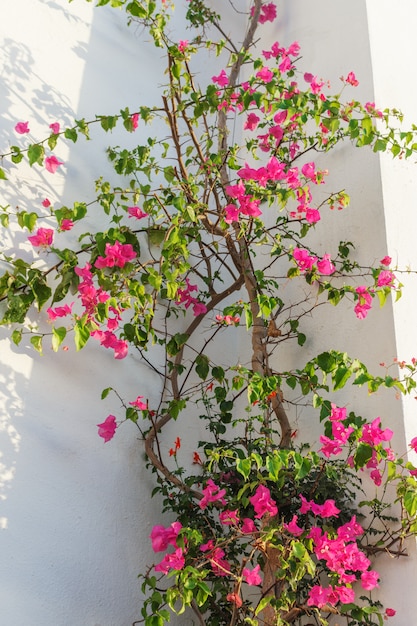 Pink Flowers on the wall of the house