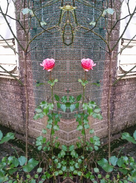 Foto fiori rosa sul muro