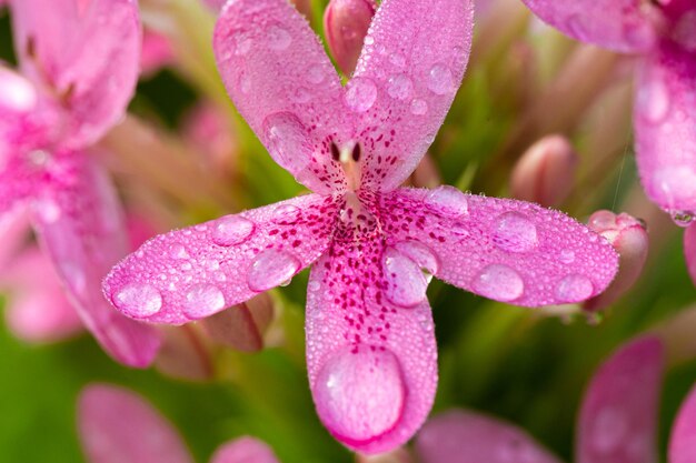 ピンクの花と水滴水滴のアスター花マクロ写真