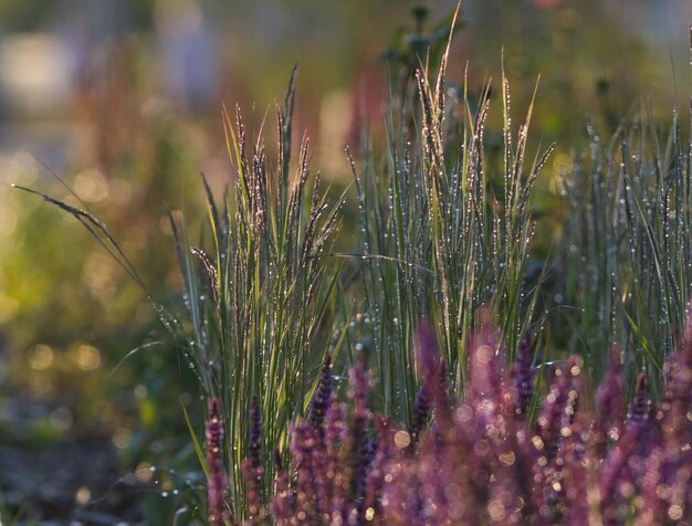 Pink flowers in wet green grass through the sunlight