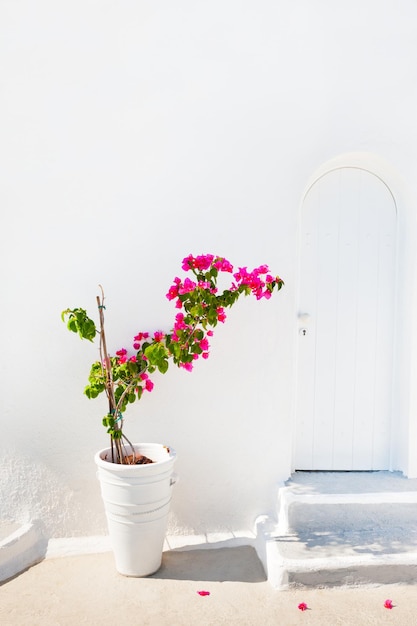 Fiori rosa e architettura bianca. isola di santorini, grecia