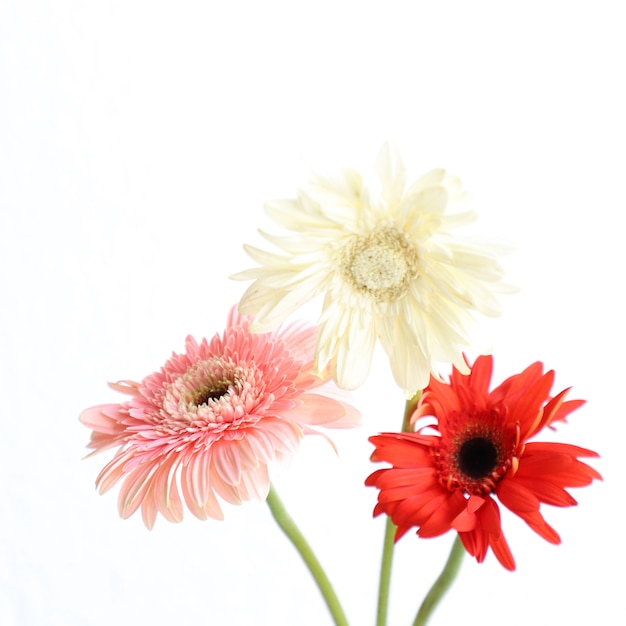 Photo pink flowers on white background for anniversary, birthday, wedding floral frame