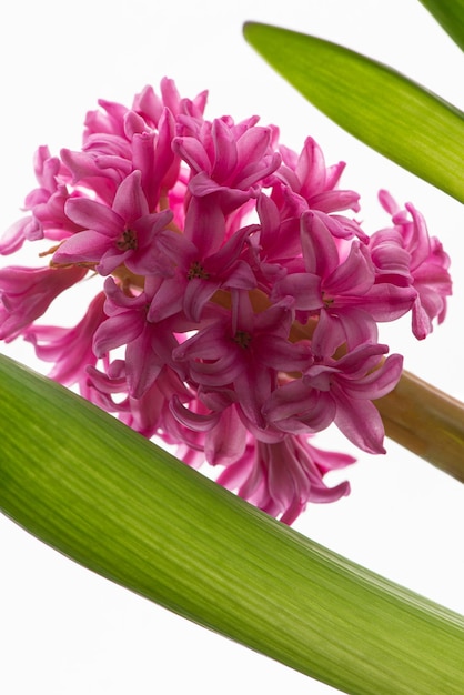 Photo pink flowers on a white background macro texture